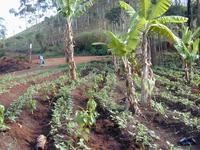 Coffee & food crop