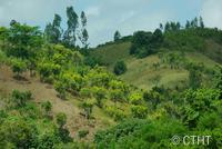 clove agroforest landscape