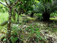 Innovative system cacao palm assoc 2