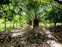 Innovative system cacao palm assoc 3