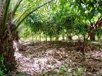 Innovative system cacao palm assoc 4