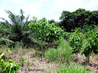 Assoc cacao palmier bracharia