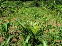 Association cacaoyer-plantain-palmier agée de 14 mois avec culture de mais
